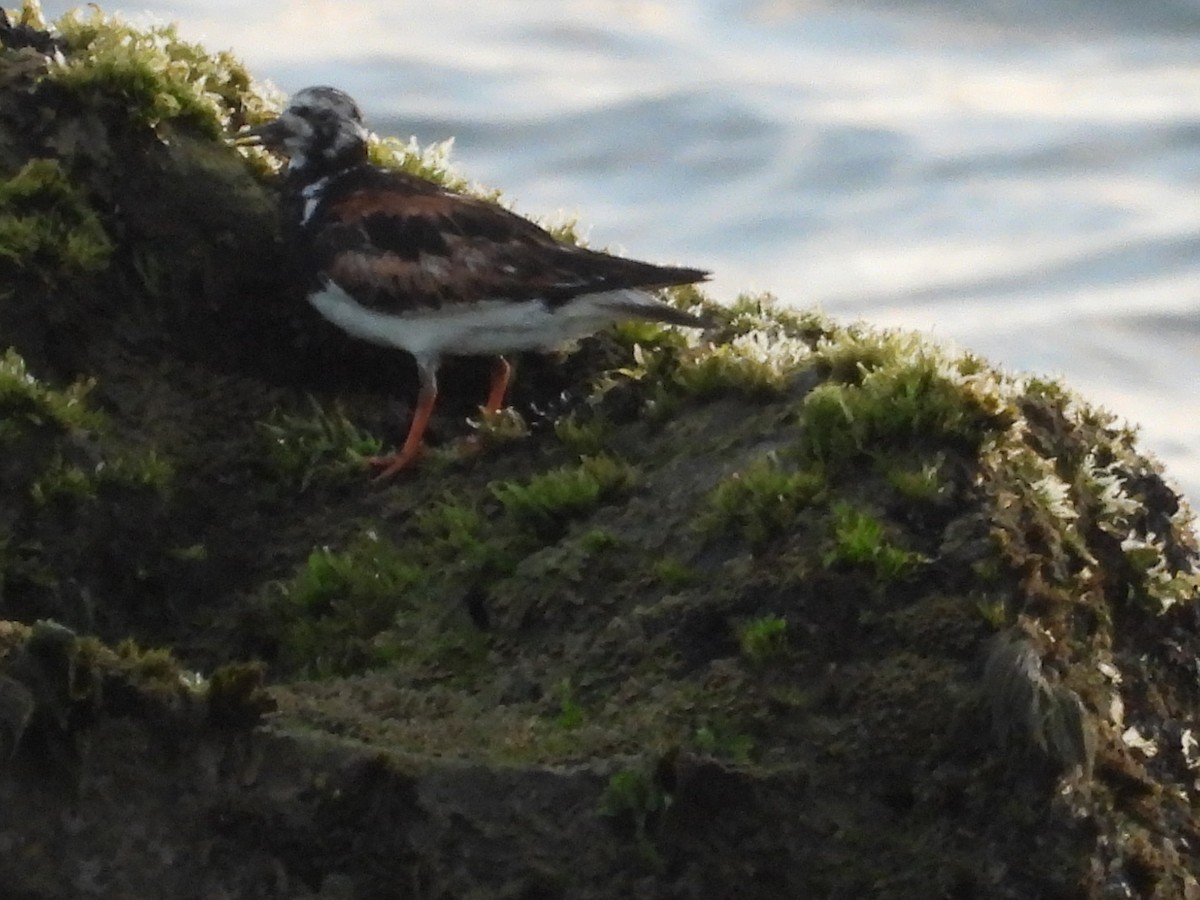 Ruddy Turnstone - ML624113311