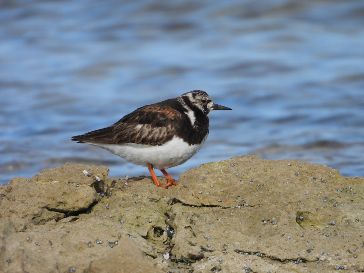 Ruddy Turnstone - ML624113319