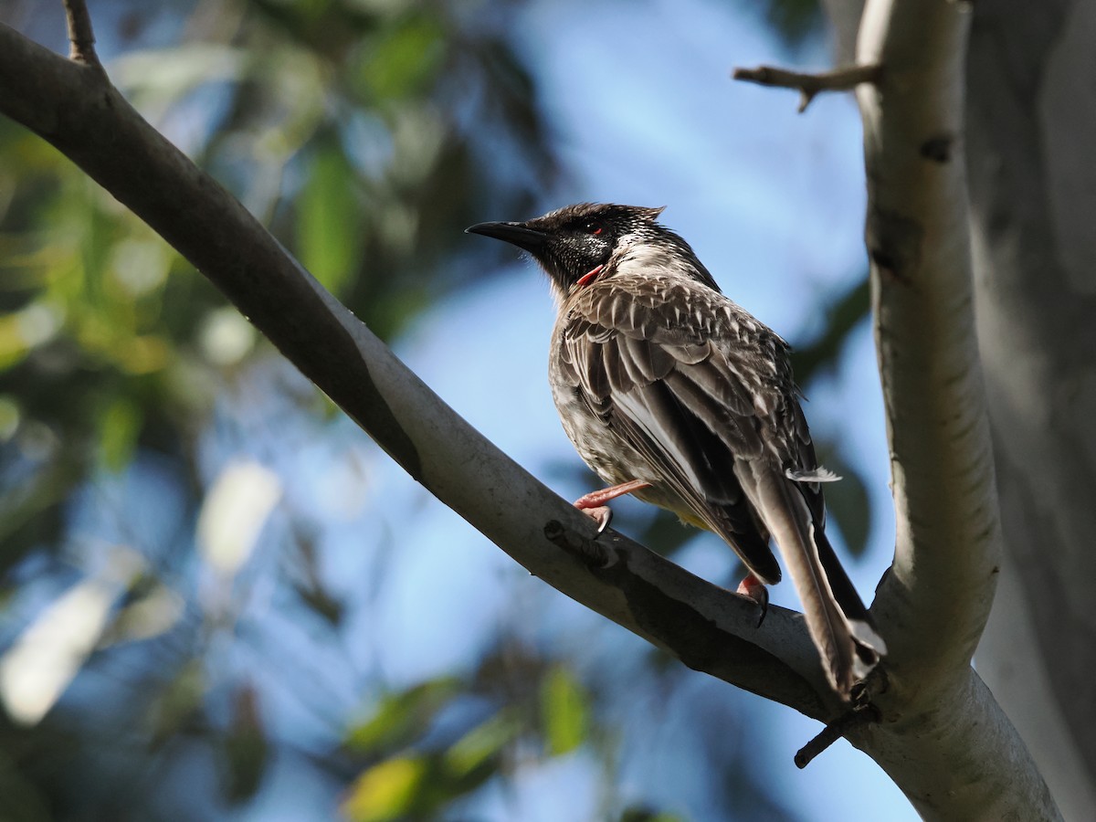 Red Wattlebird - ML624113328