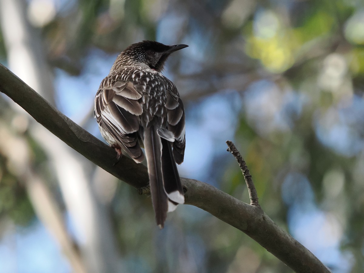 Red Wattlebird - ML624113329