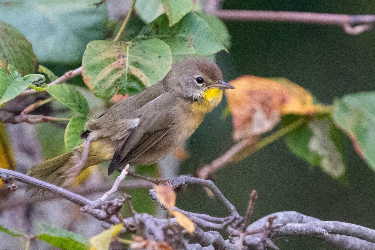 Common Yellowthroat - Ted Kavanagh