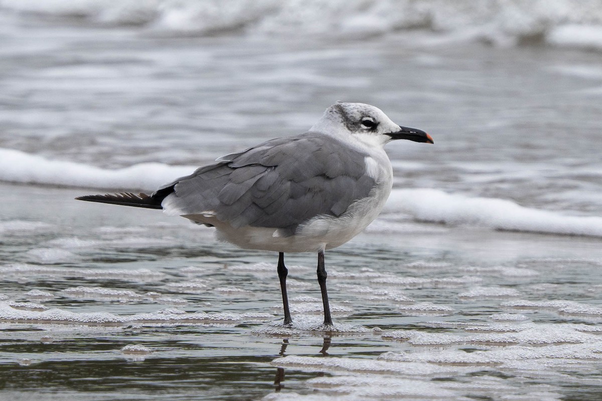 Laughing Gull - ML624113350