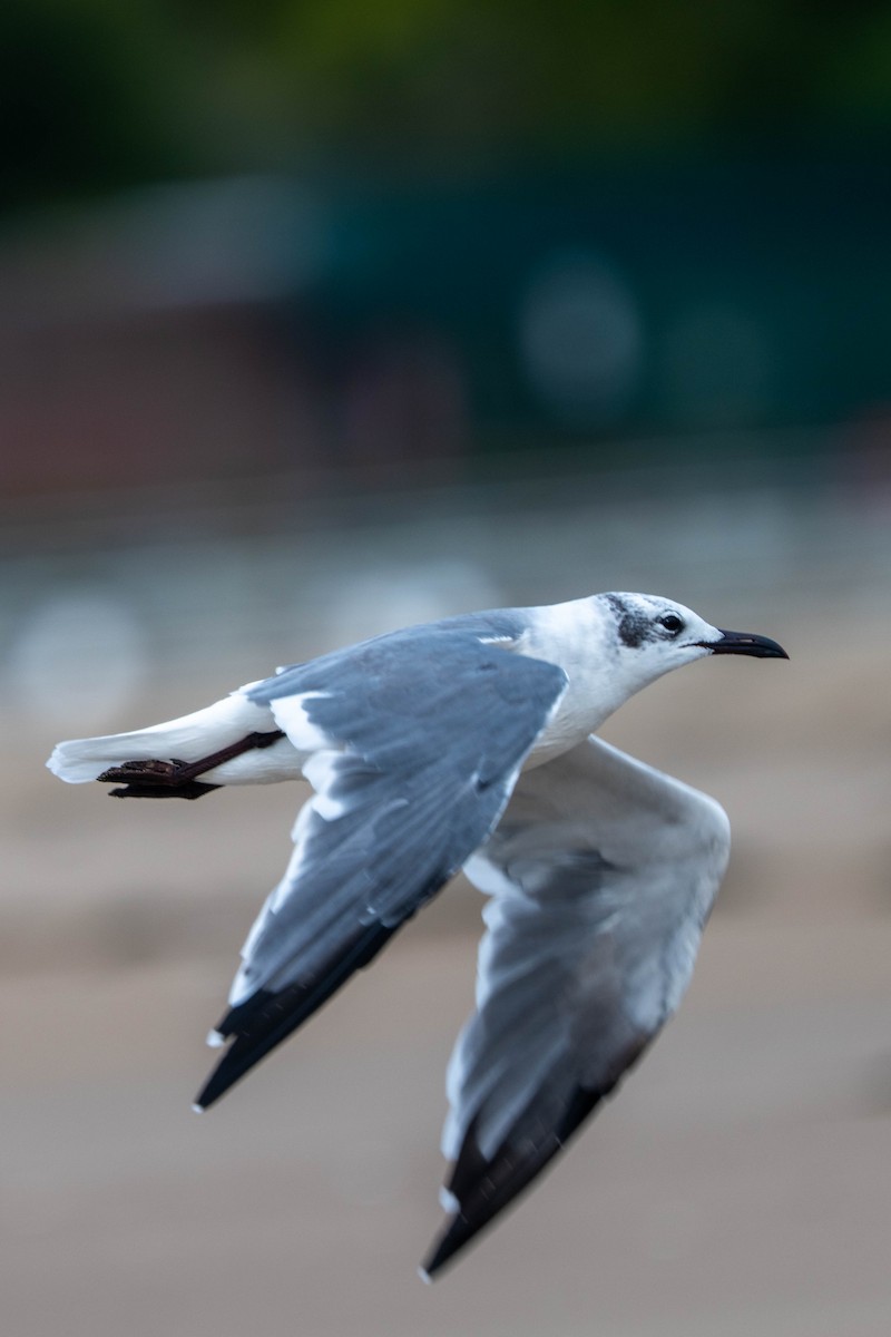 Laughing Gull - ML624113351