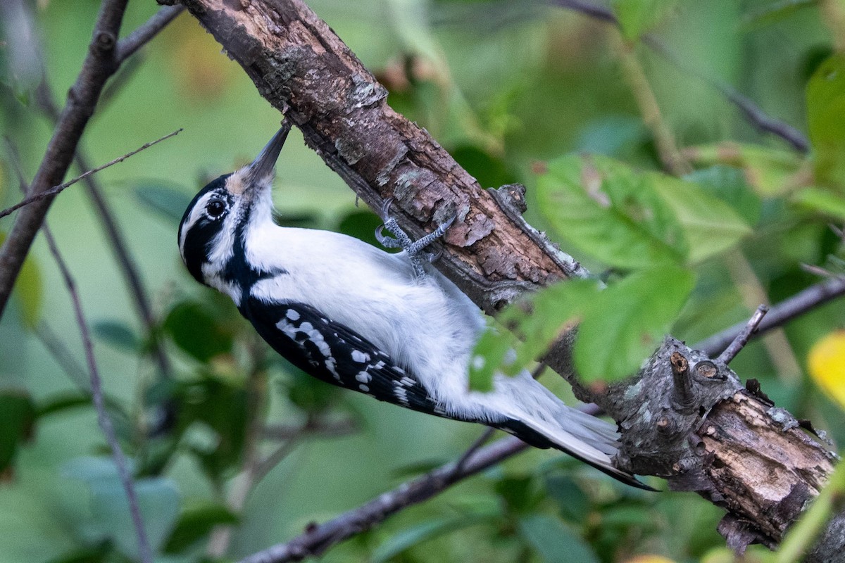 Hairy Woodpecker - ML624113356