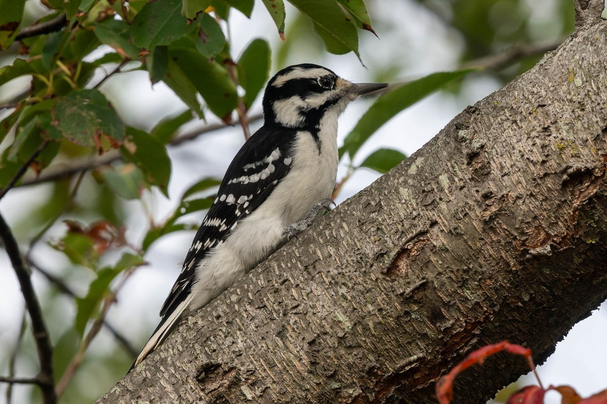 Hairy Woodpecker - ML624113357