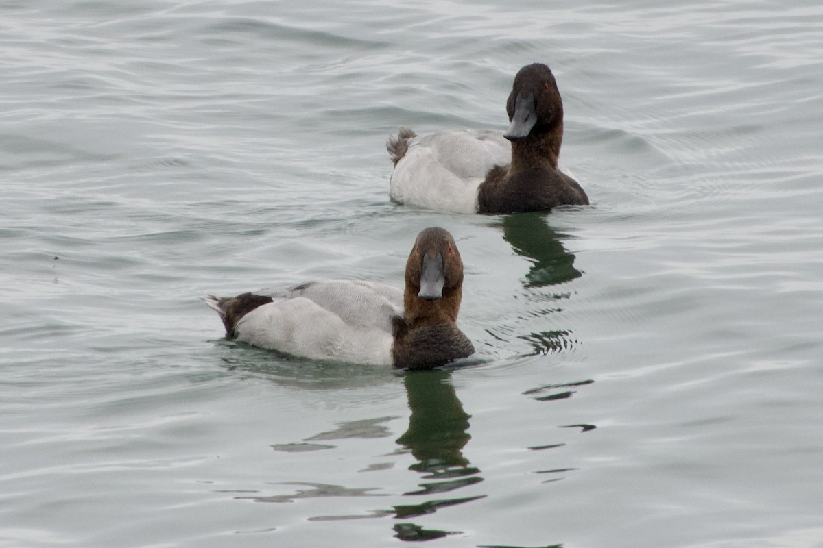 Canvasback - ML624113382