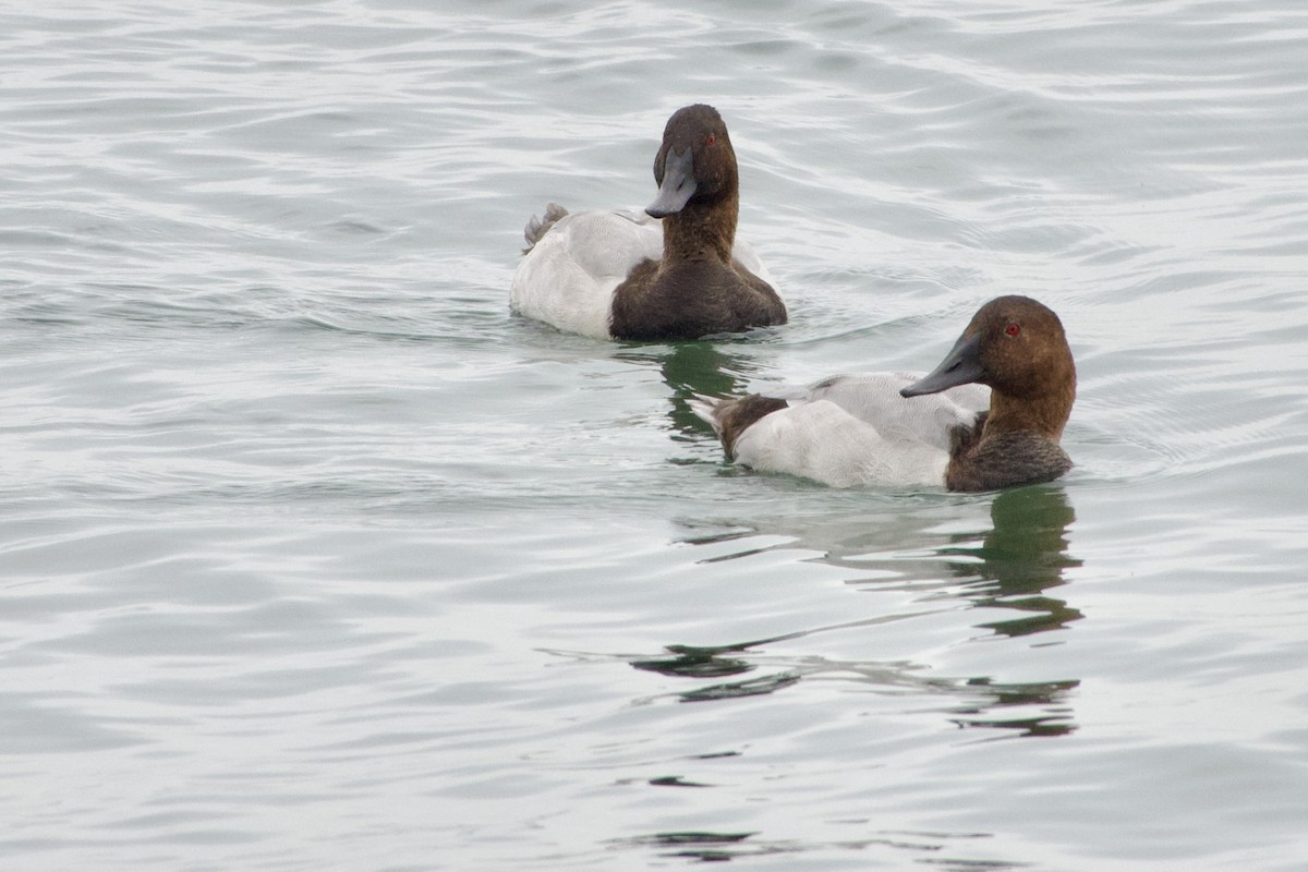 Canvasback - ML624113383