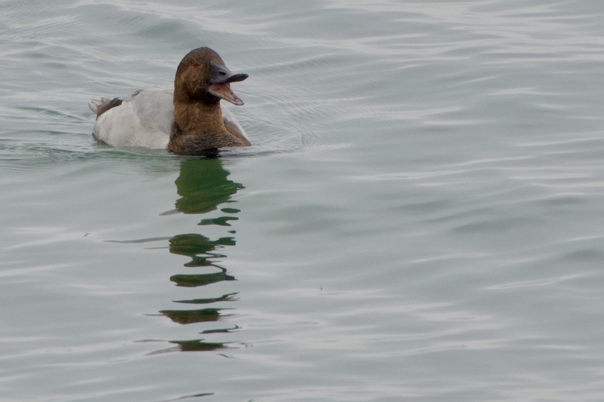 Canvasback - ML624113384