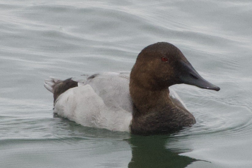 Canvasback - ML624113388