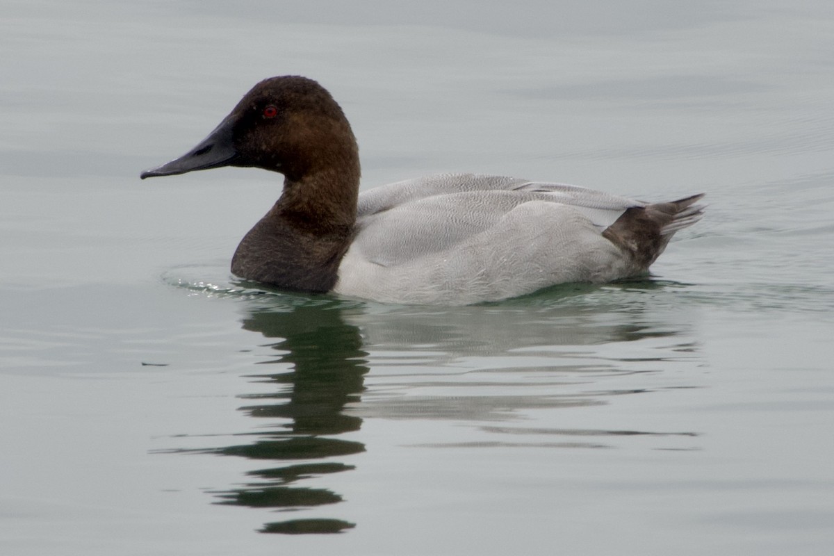 Canvasback - ML624113393