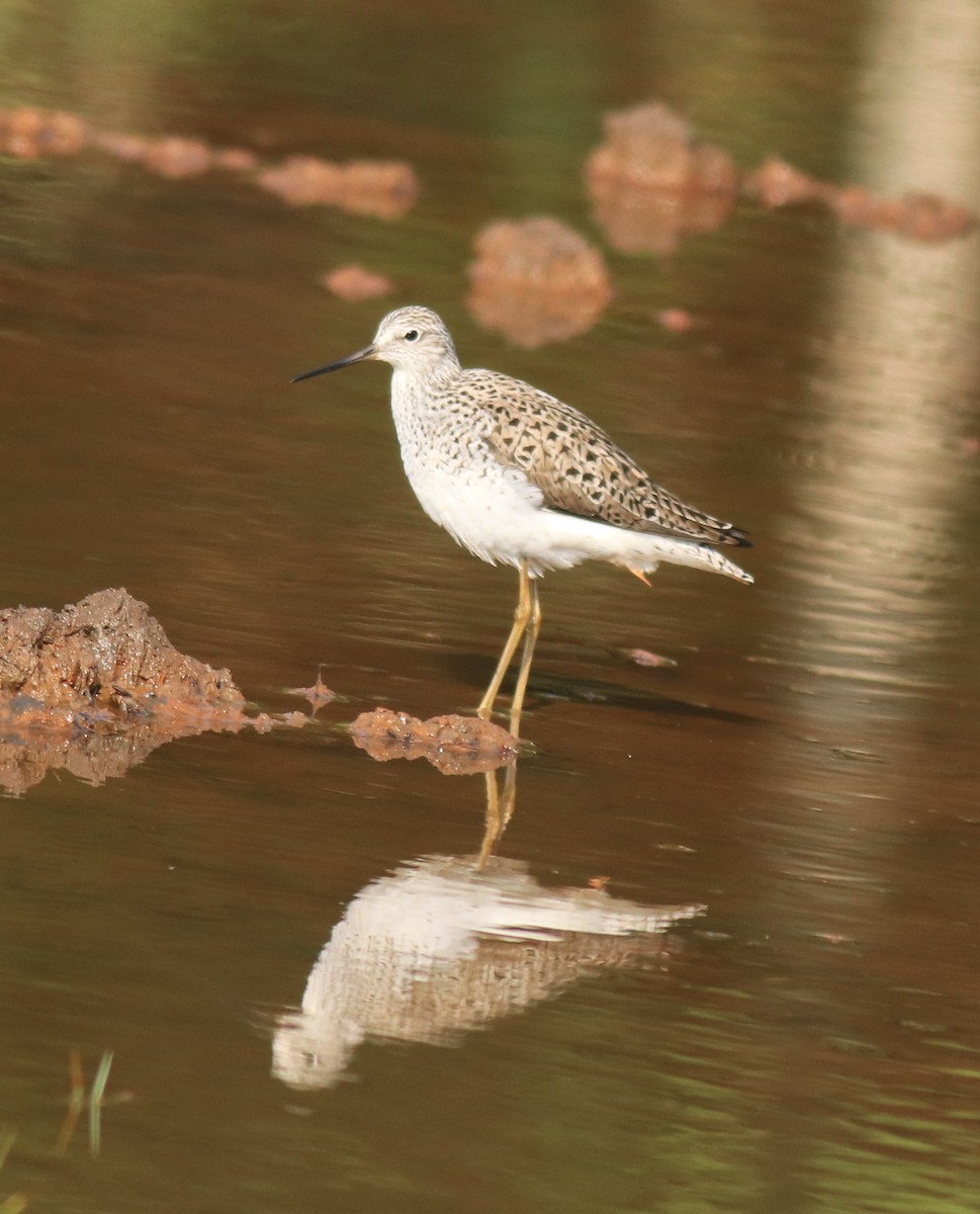 Marsh Sandpiper - ML624113399