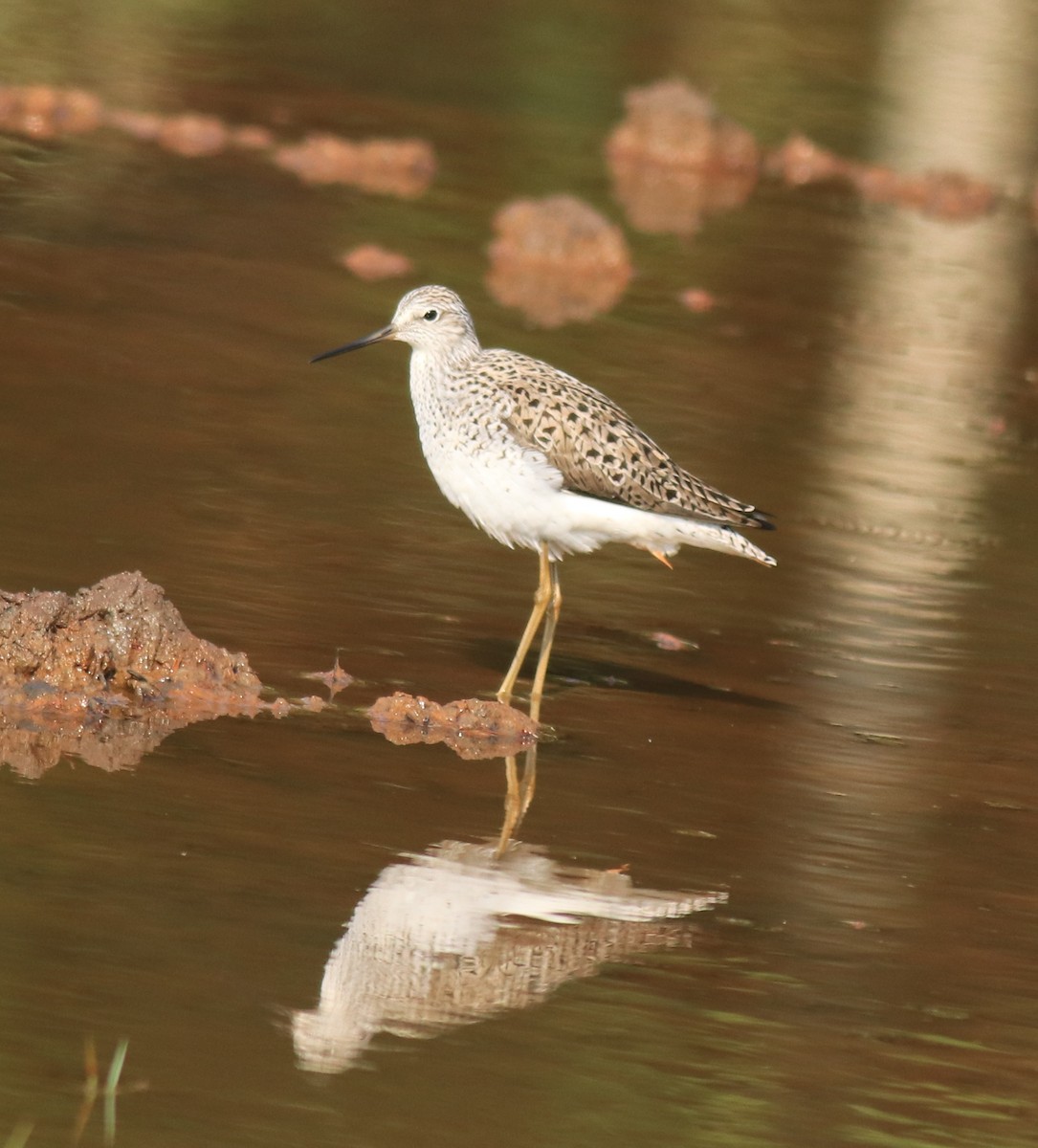 Marsh Sandpiper - ML624113400