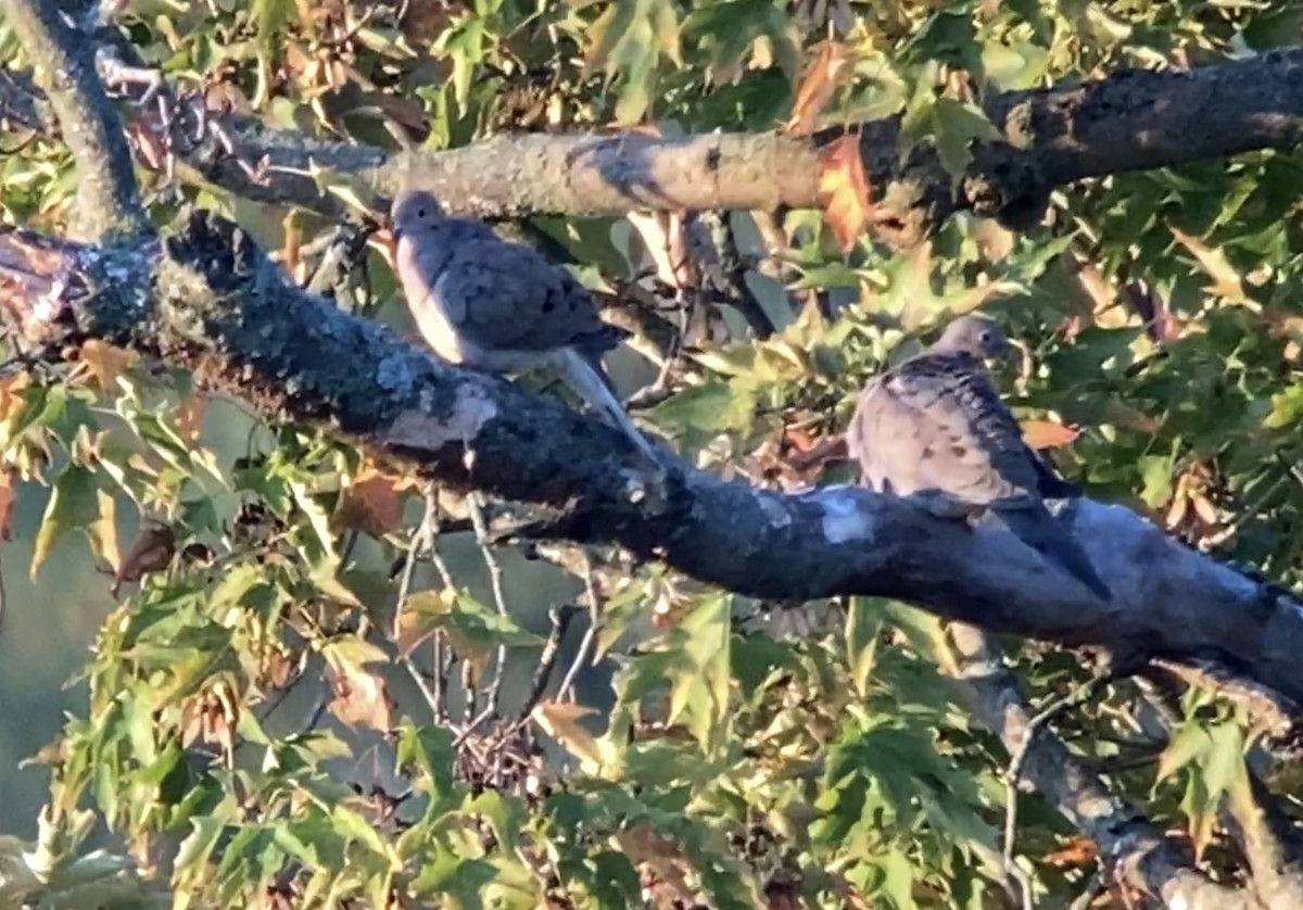 Mourning Dove - ML624113438