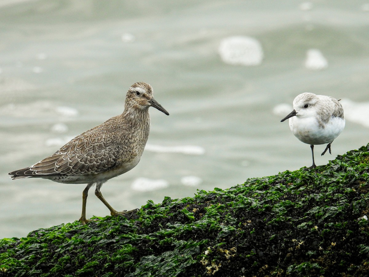 Sanderling - ML624113442