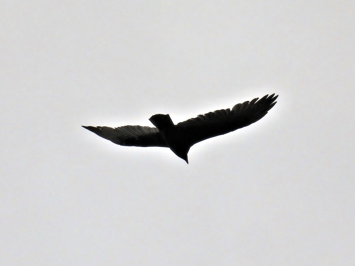 Turkey Vulture - ML624113457