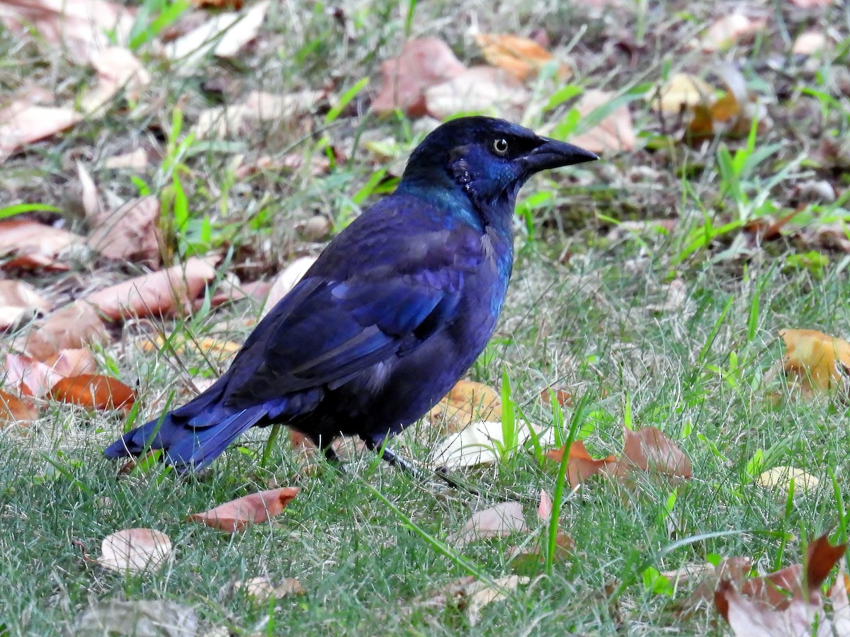 Common Grackle - ML624113469