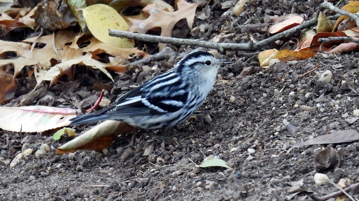 Black-and-white Warbler - ML624113472