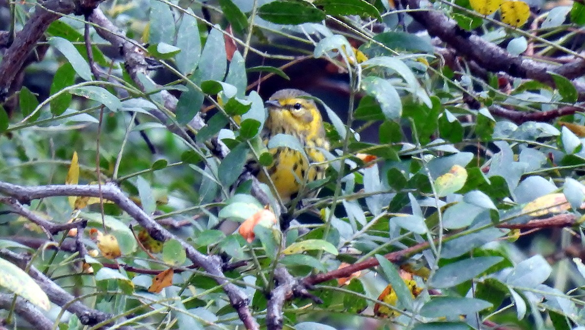 Cape May Warbler - ML624113476