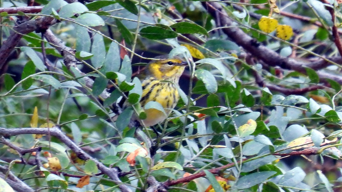 Cape May Warbler - ML624113477