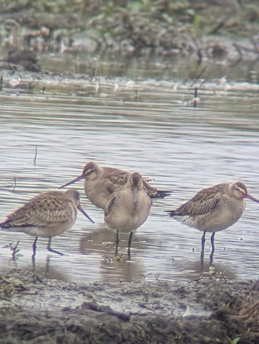 Hudsonian Godwit - Phil Mills