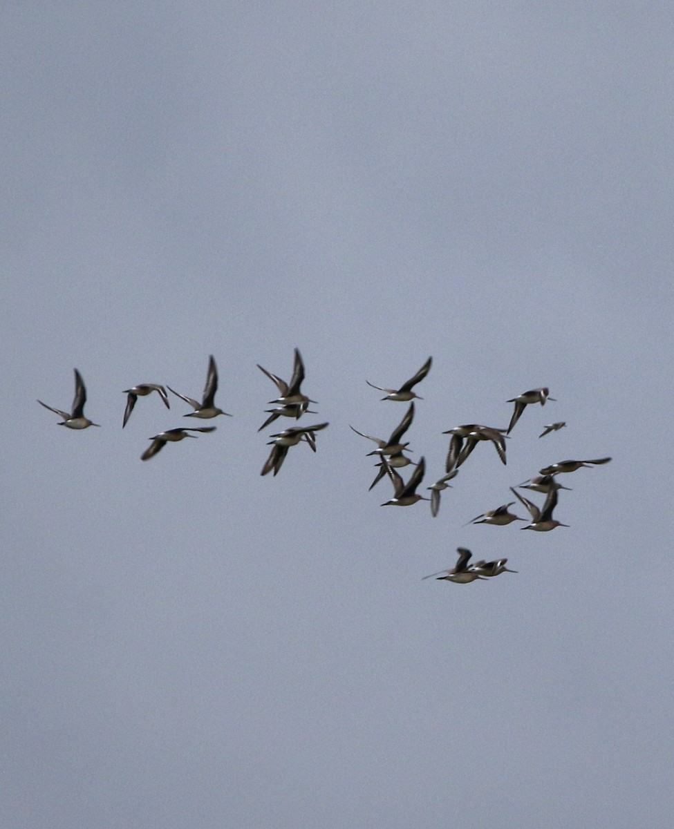 Hudsonian Godwit - Phil Mills