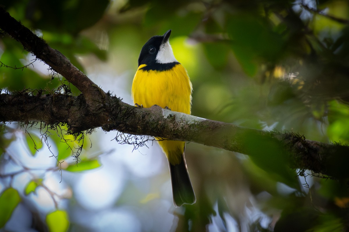 Golden Whistler - ML624113533