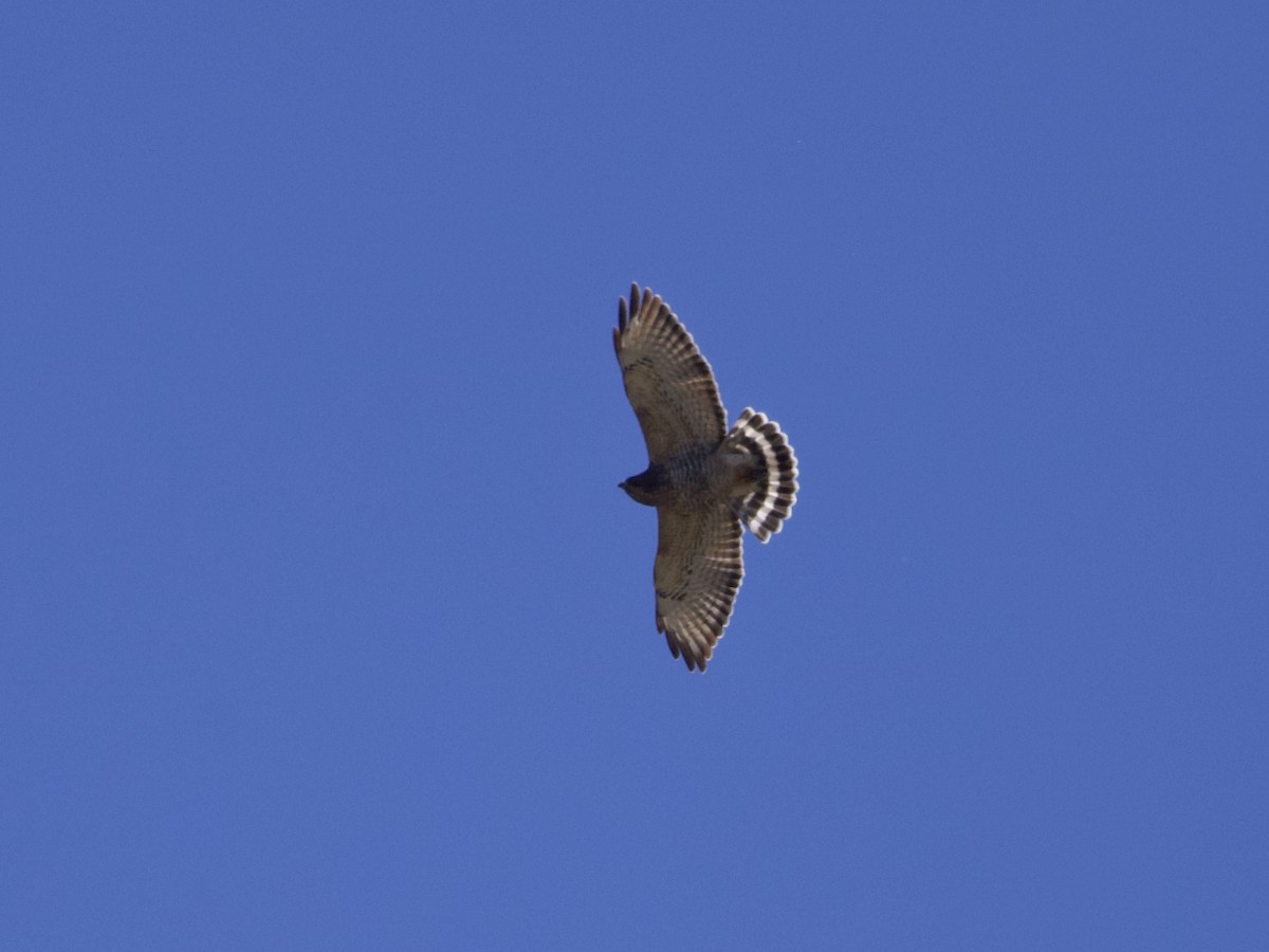 Broad-winged Hawk - ML624113562