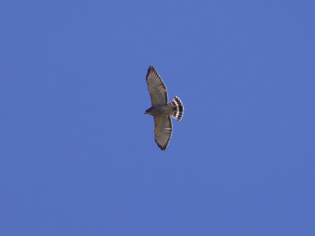 Broad-winged Hawk - ML624113563