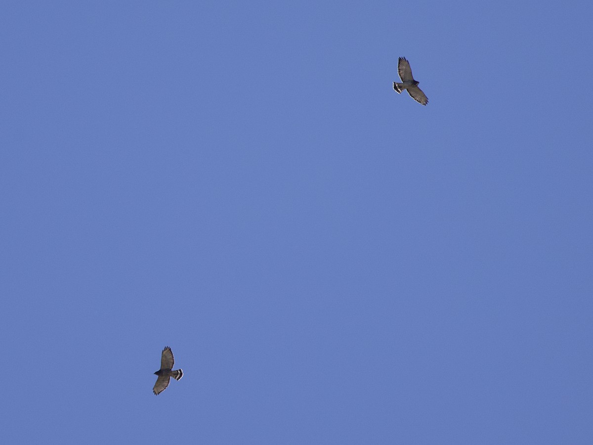 Broad-winged Hawk - ML624113564