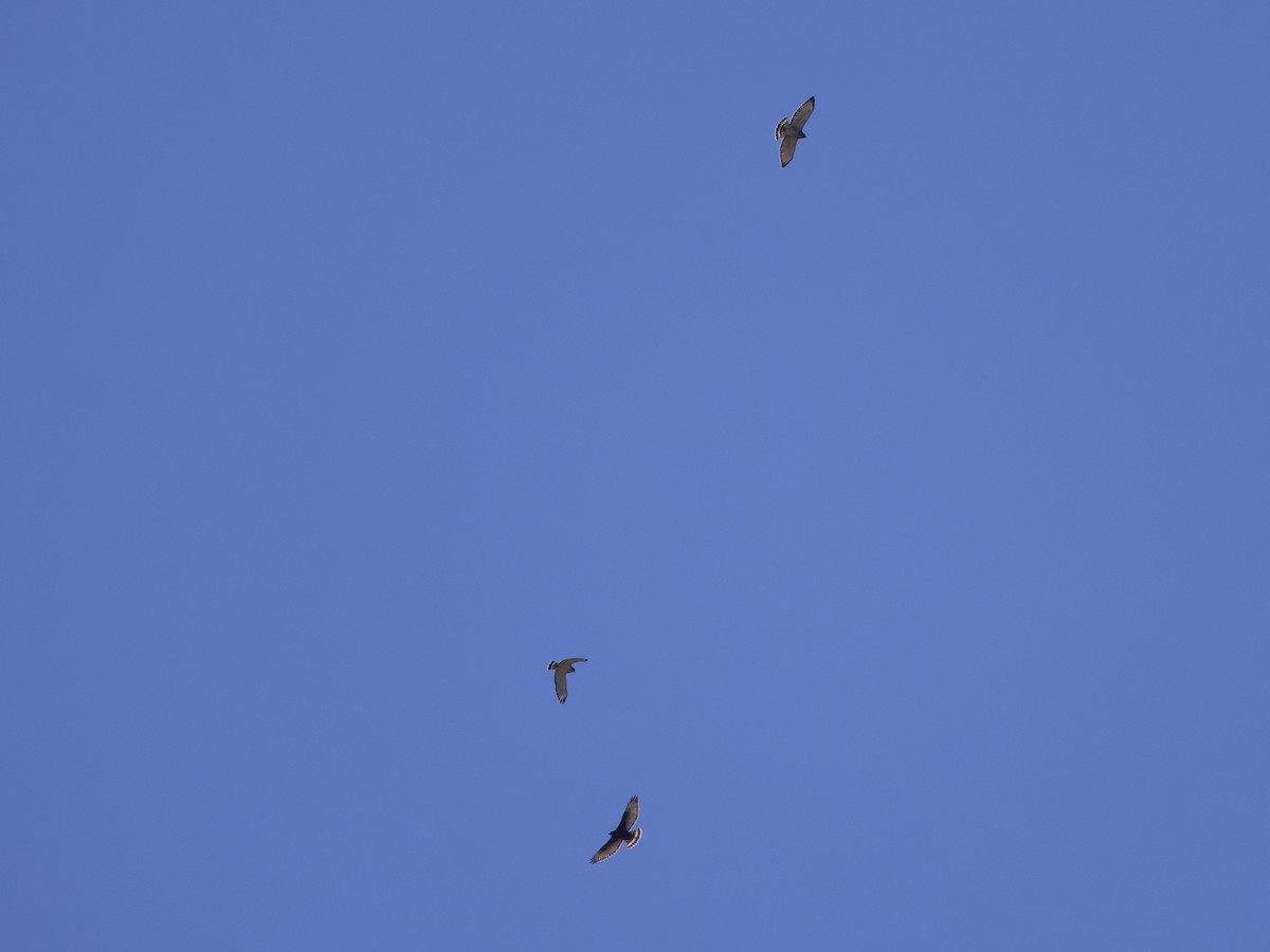 Broad-winged Hawk - ML624113565