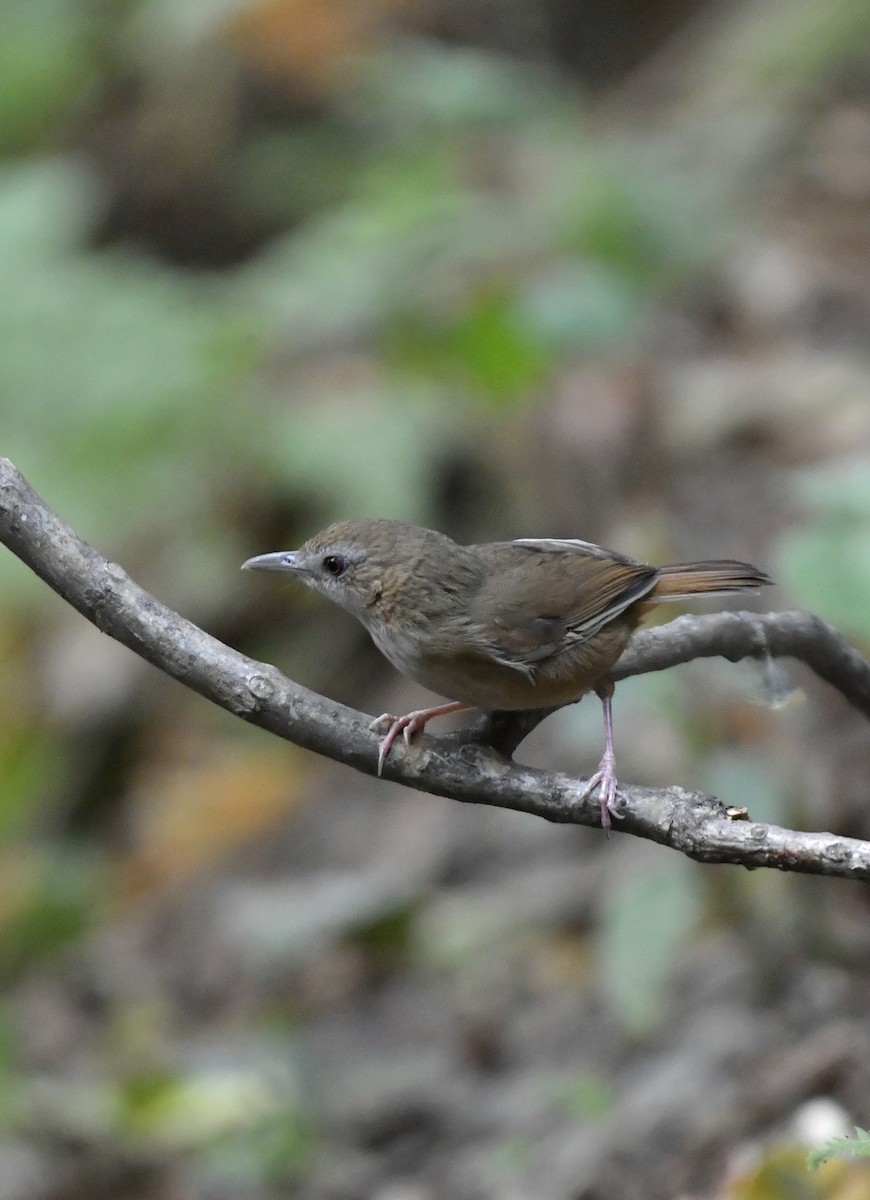 Abbott's Babbler - ML624113571