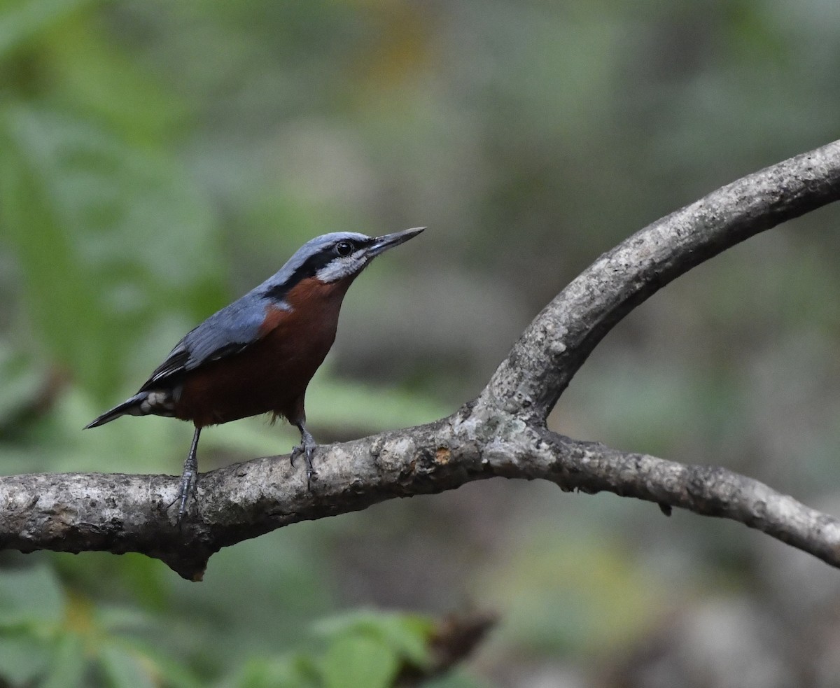 Chestnut-bellied Nuthatch - Ram Veer