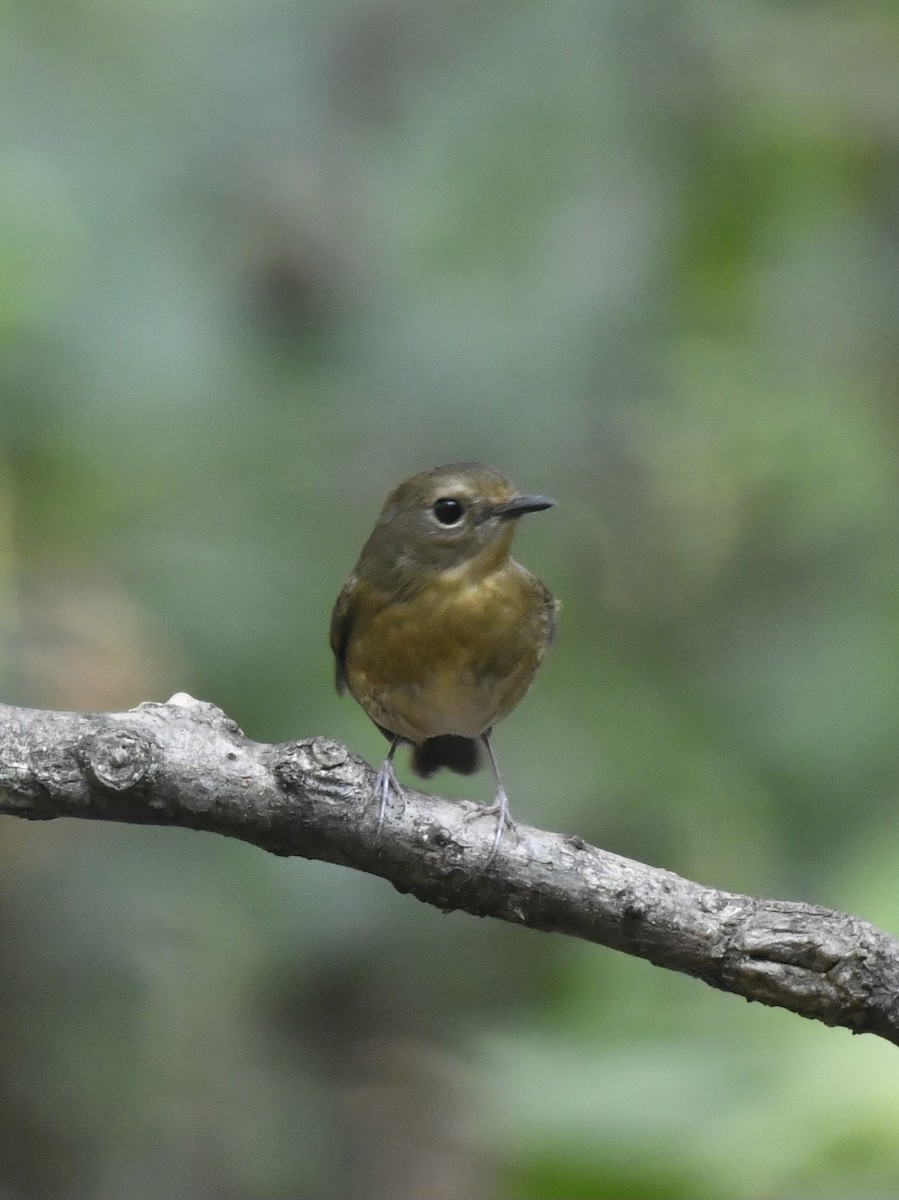 Pale-chinned Flycatcher - ML624113587