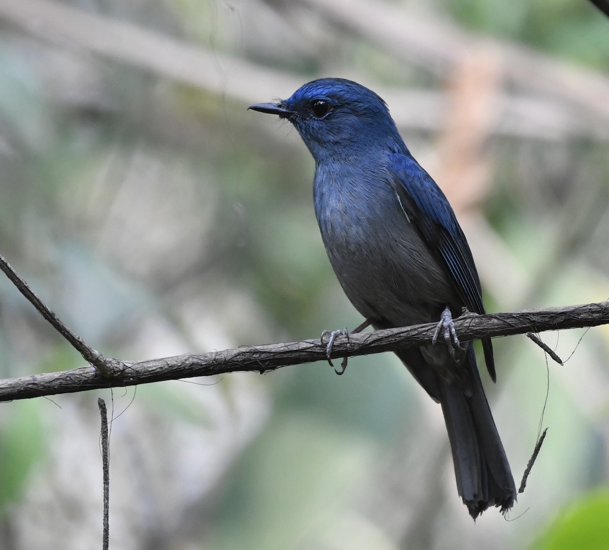 Pale Blue Flycatcher - Ram Veer