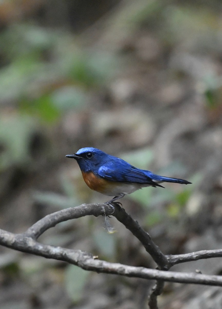 Blue-throated Flycatcher - ML624113596