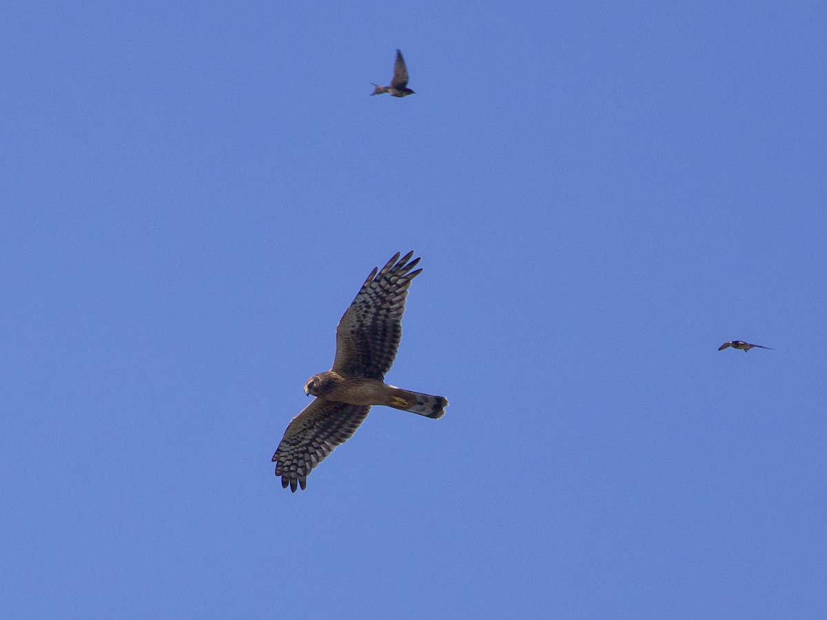 Northern Harrier - ML624113600