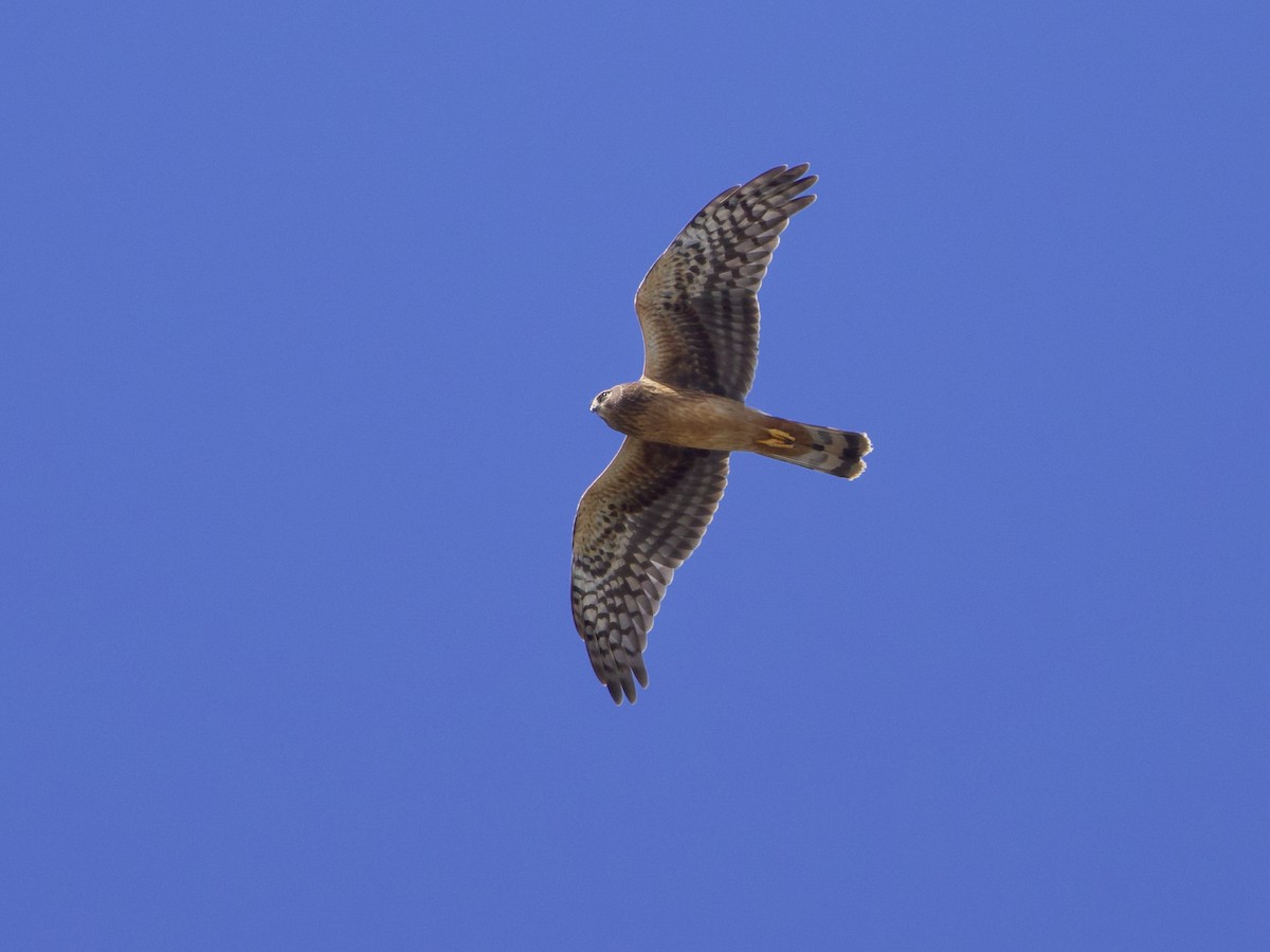 Northern Harrier - ML624113601