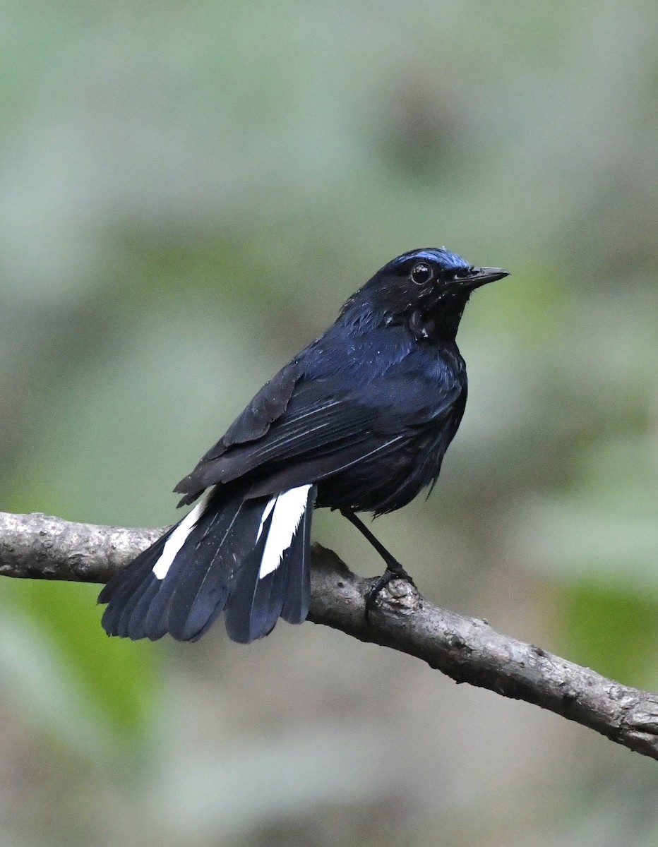 White-tailed Robin - ML624113602