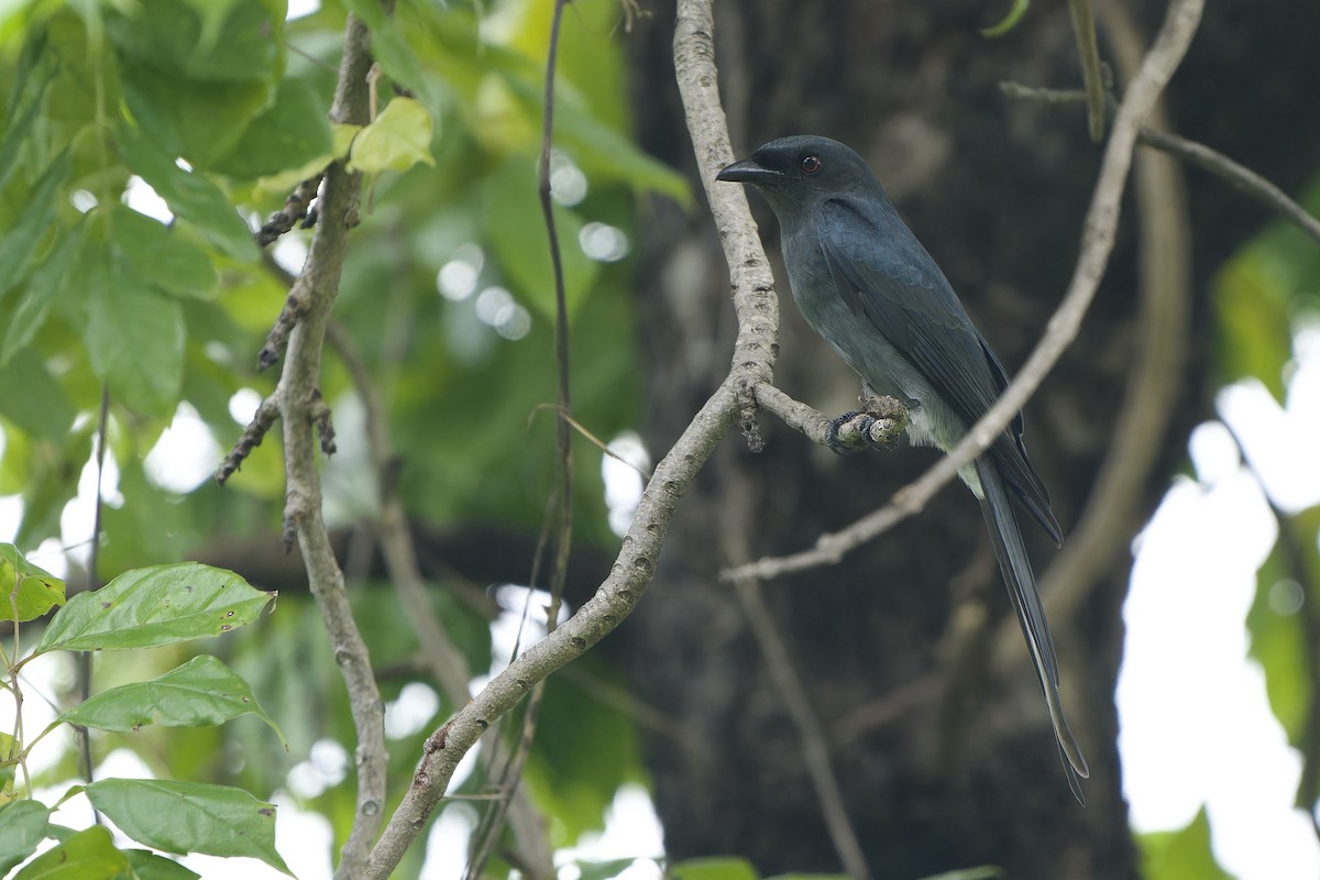 Ashy Drongo (Sooty) - ML624113607