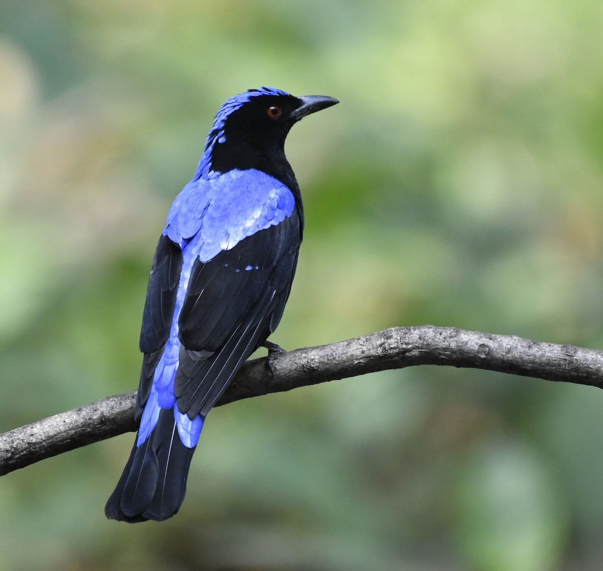 Asian Fairy-bluebird - ML624113609