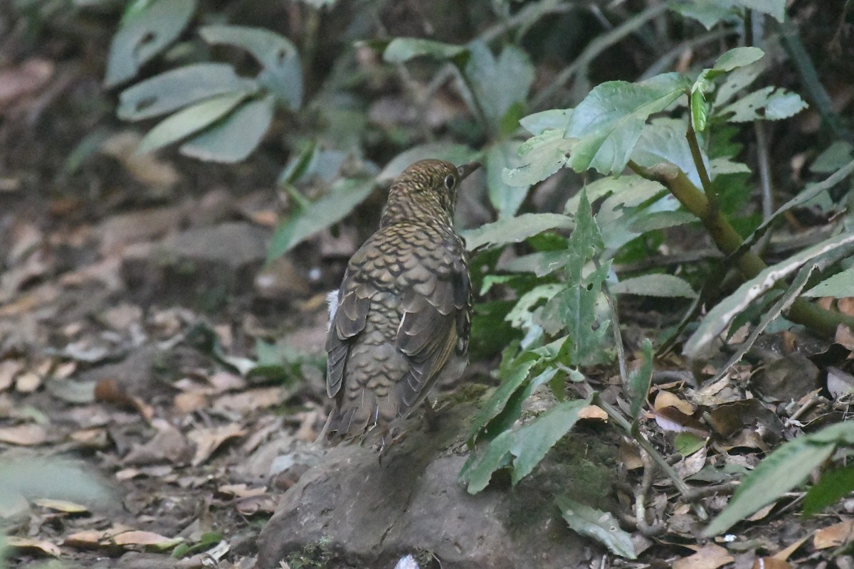 Bassian Thrush - ML624113633