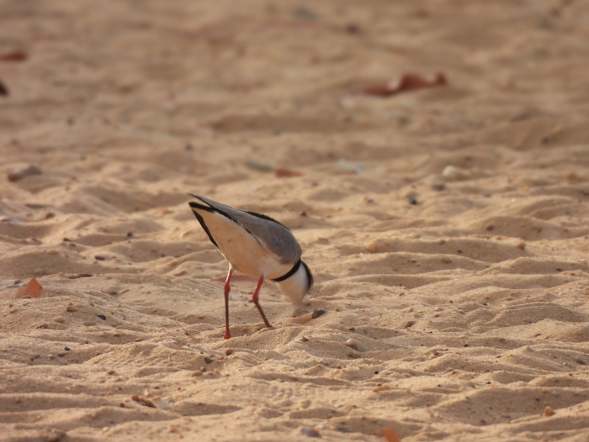 Pied Plover - ML624113635