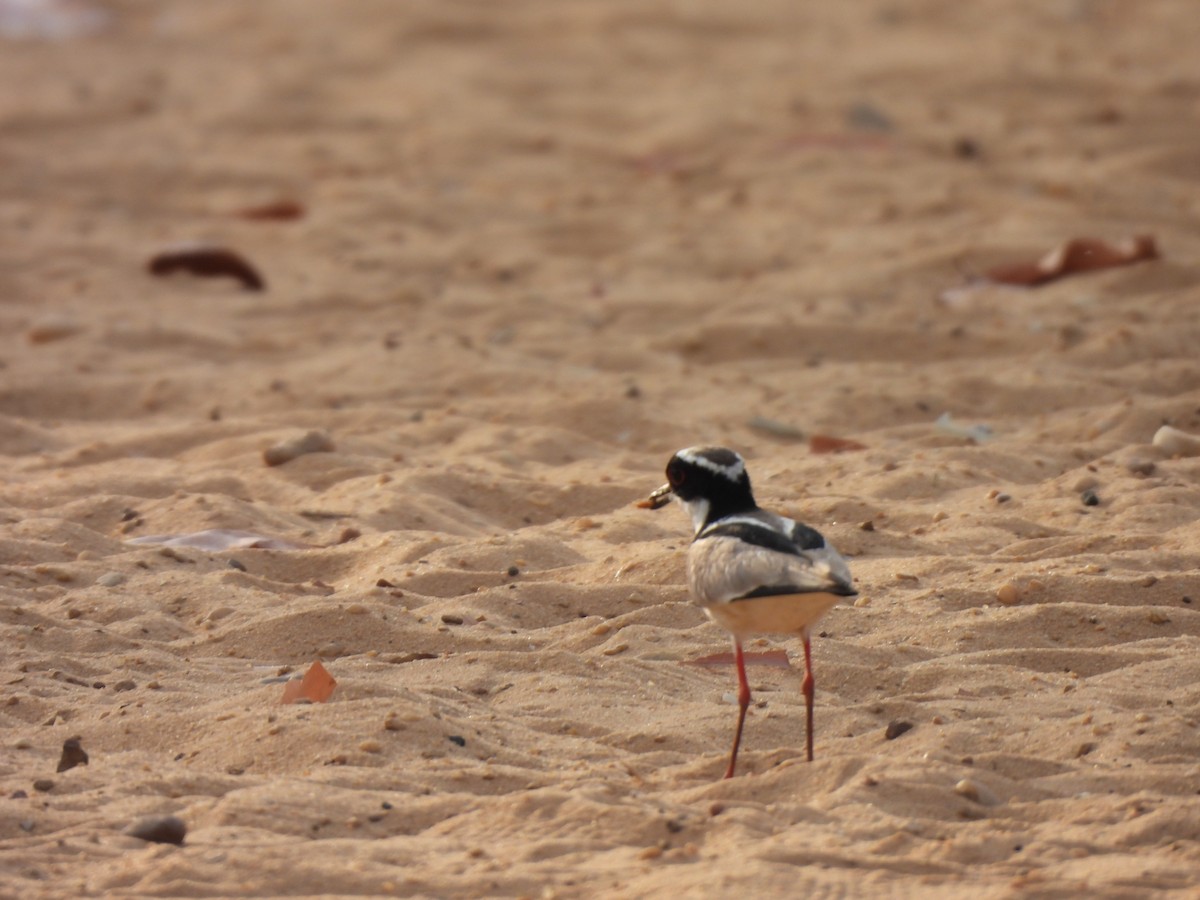 Pied Plover - ML624113636