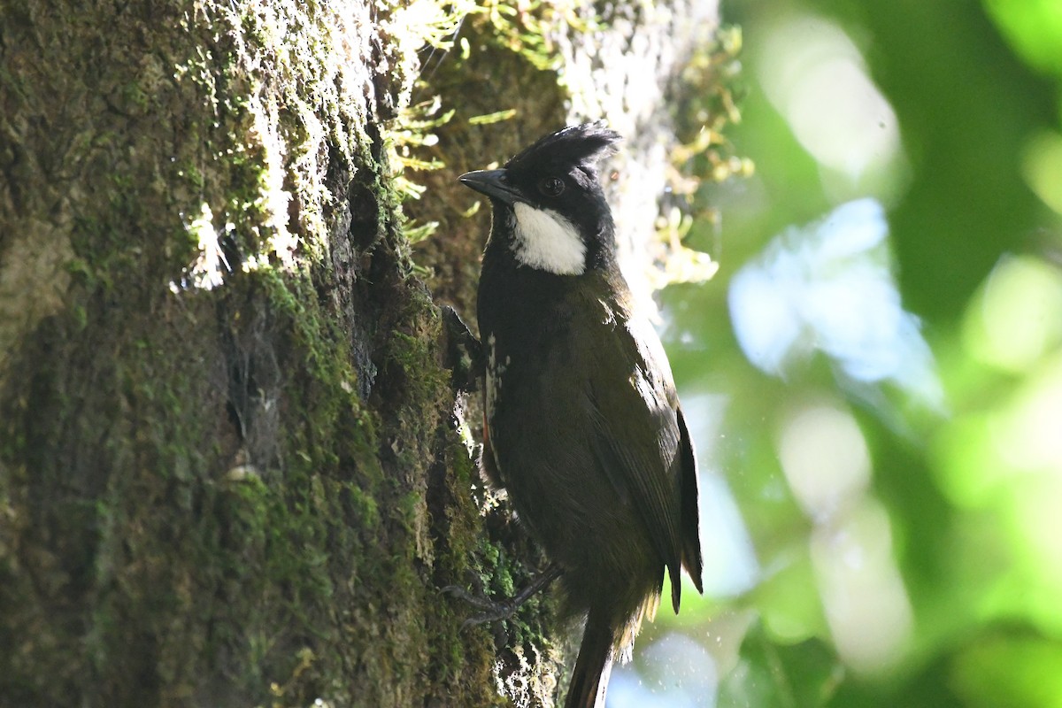 Eastern Whipbird - ML624113637