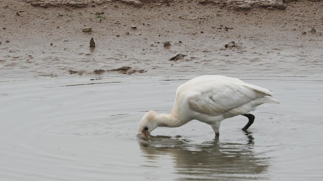 Eurasian Spoonbill - ML624113641