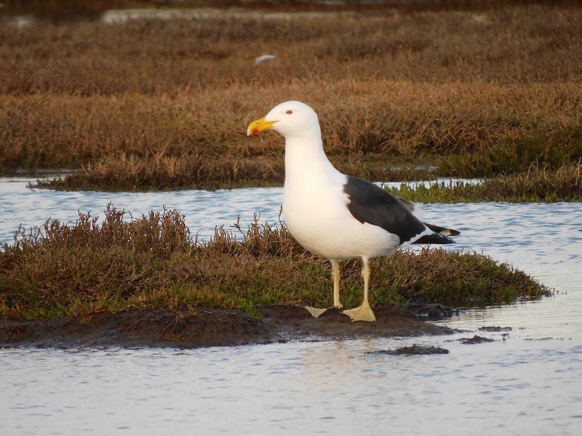 Kelp Gull - George Vaughan