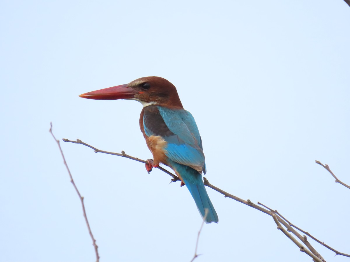 White-throated Kingfisher - ML624113663