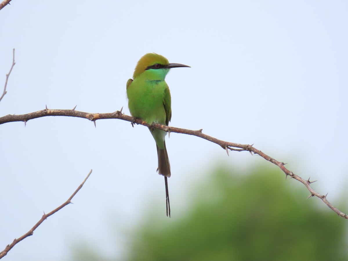 Asian Green Bee-eater - ML624113672