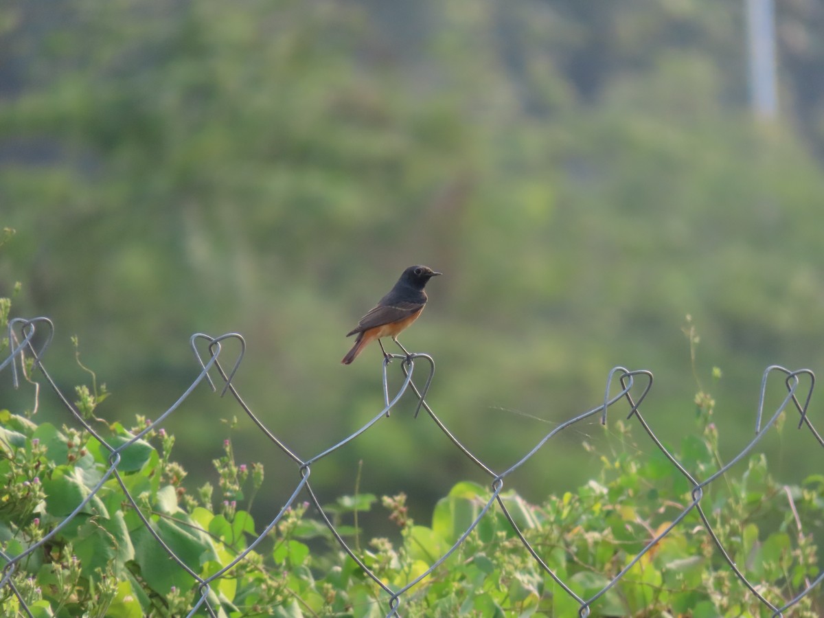 Black Redstart - ML624113682