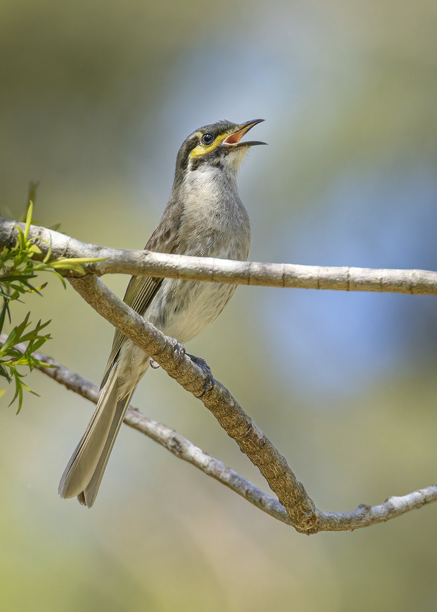 Yellow-faced Honeyeater - ML624113689